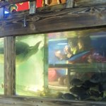 居魚屋　網元 - 人見知りしないカメ