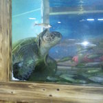 居魚屋　網元 - 迫力あり過ぎ！