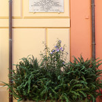 Terrazza Vittoria - 鉢植えにもテラスにも