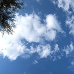 Terrazza Vittoria - カモメが舞うソレントの空