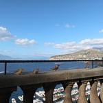 Terrazza Vittoria - スズメが来てくれました