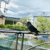 レストラン 香松 - 