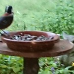 くつきそば 永昌庵 - ヤマガラ