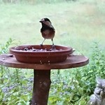 くつきそば 永昌庵 - 