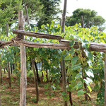 Gran Caffè Gambrinus - 屋敷の間にブドウ畑