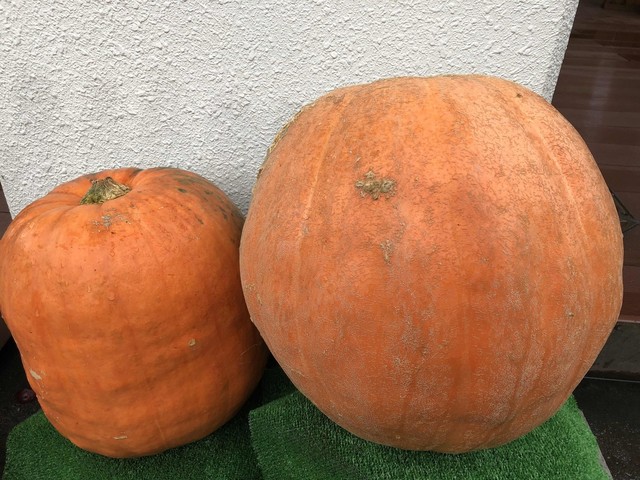 美森マルシェ - 羽前松岡（その他）の写真