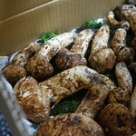 かたつむり - 松茸 キロ10万円の超高級品