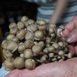 かたつむり - 千本シメジ