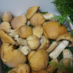 かたつむり - ショウゲンジジメジ