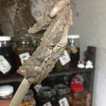 かたつむり - 猪スペアリブ リフト