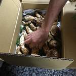 かたつむり - 信州産松茸　10万円/kgだそうです