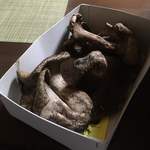 かたつむり - 老茸(ろうじ)