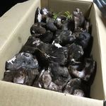 かたつむり - 香茸