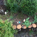 かたつむり - 庭にかたつむり