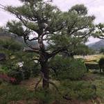 かたつむり - 松がステキ