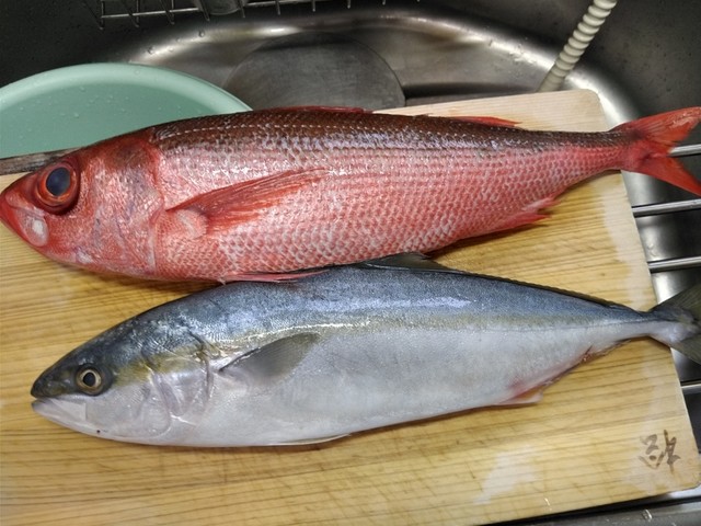 特大サイズの真鯛が1尾10円と 超お買い得でした それと ハ チビキって真っ赤なお魚売ってたら是非買ってみてください 身質は白身魚系なんですが 鮪みたいな味がしてとってもお買い得です By レオ タートル 角上魚類 大宮店 カクジョウギョルイ 特大サイズの真鯛が1尾10円と 超お買い得でした それと ハ チビキって真っ赤なお魚売ってたら是非買ってみてください 身質は白身魚系なんですが 鮪みたいな味がしてとってもお買い得です By レオ タートル 角上魚類 大宮店 カクジョウギョルイ