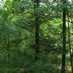 Mori no Naka no Choushoku to Cafe no Mise Cabot Cove