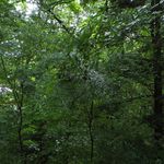 Mori no Naka no Choushoku to Cafe no Mise Cabot Cove