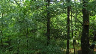 Mori no Naka no Choushoku to Cafe no Mise Cabot Cove