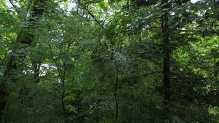 Mori no Naka no Choushoku to Cafe no Mise Cabot Cove