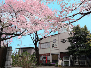 和食居酒屋　とくがわ - 春は桜のトンネル、秋は紅葉、四季折々の風景が楽しめます。