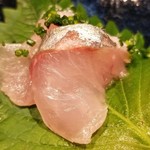 鮨匠 のむら - (10)縞鯵(鹿児島県開聞岳沖産、1.2kg、1日寝かせ)
      産卵期は秋～冬、旬は夏～秋。
      脂がのって旨味も抜群ですが、スッキリとした後味で軽やかです。