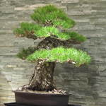 澤いち - 見事な盆栽