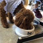 DOG DEPT.+CAFE - 