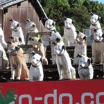 町家喫茶 三宅商店 - あーニッパー犬だ！！ビクターのトレードマークになってるわんちゃんだね。なんでこんなにいっぱい屋根に乗ってるんだろう？ボキ、ニッパー君が好きなので一匹くれないかな～