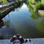 町家喫茶 三宅商店 - 川をよく見ると鯉が泳いでたよ。ちびつぬ「のんびりね～」