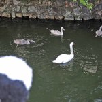 町家喫茶 三宅商店 - 倉敷川で、白鳥を発見！黒っぽいのは白鳥の子だね。親子でぷかぷかかわいいな～ちびつぬ「白鳥さ～ん、こんにちは～」てな感じで、倉敷美観地区を楽しんだボキらは、そろそろ晩ご飯を食べるお店に向かうことに。美観地区にある老舗洋食店だよ・・・