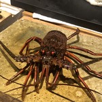 温石 - 胴体を捻り取られてもラッコに視線を投げ続ける伊勢海老