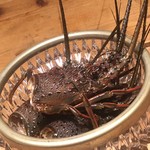 温石 - 頭が３個