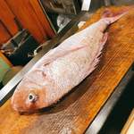うを徳 - 3.2kg明石鯛