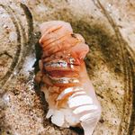 うを徳 - 出水鯵