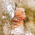 うを徳 - 出水鯵