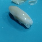 うを徳 - 鹿児島産スミイカ