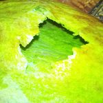 ヴェジハーブサーガ - ハラ・ナン