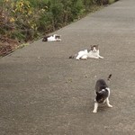 ラーメン パワースポット - この猫さん達の、無事を確認してからパワースポットに❗