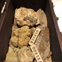 マルゴット エ バッチャーレ - 