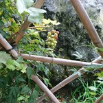 喜一 - 喫煙スペースに葡萄が。