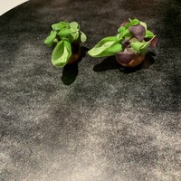カセント - 