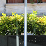 Babuino 181 - 二羽のアップ