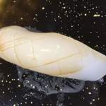 川口 鮨 さいとう - ⒋墨烏賊