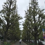 118314536 - 銀杏並木のいま