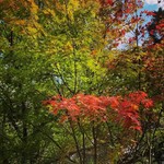 トラットリア プリモ - 