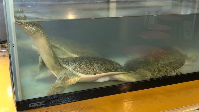 すっぽん道楽 尾張一宮 ラーメン 食べログ