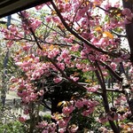 ハルテラス - 桜が綺麗