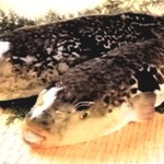 活いか ふぐ 英二楼