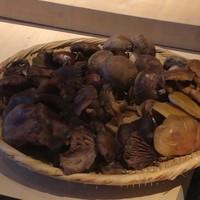 霜止出苗 - きのこ色々